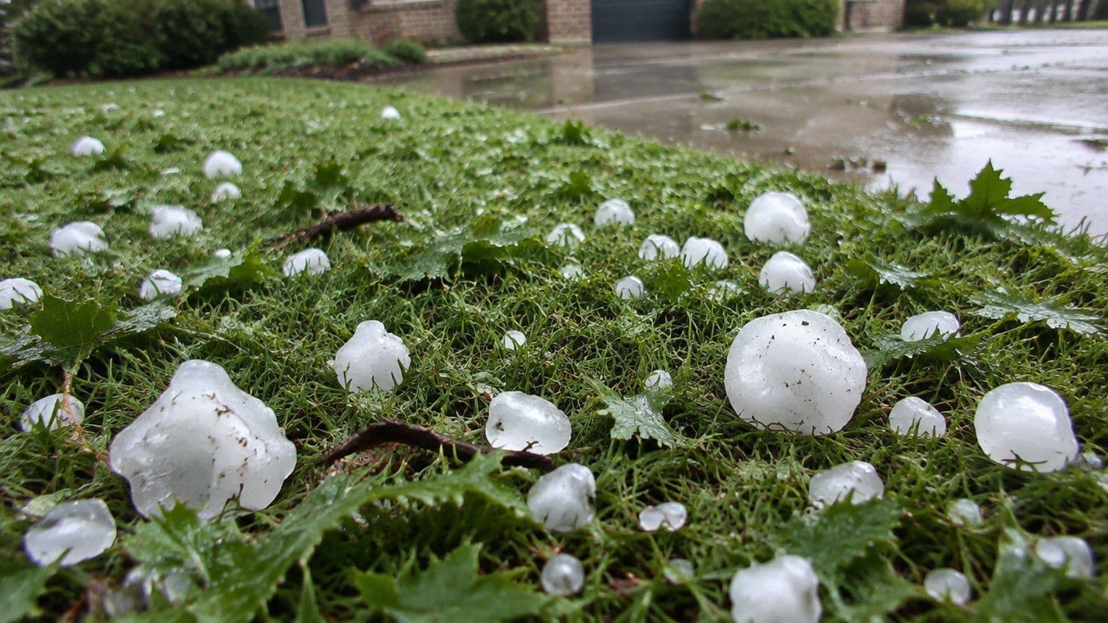 Large jagged hailstones scattered across a green lawn after a severe storm